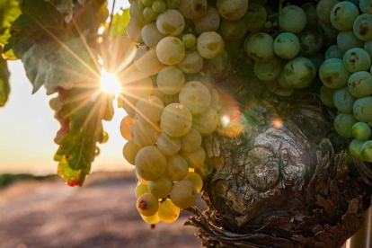 Los incendios en el sureste de Francia ponen en riesgo miles de botellas de la cosecha de vino 2026.