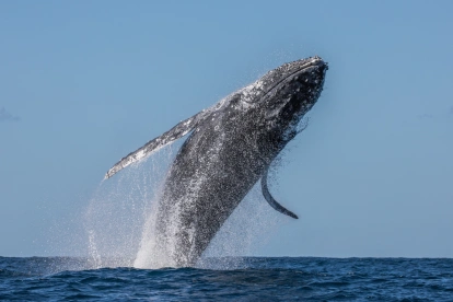 Las ballenas jorobadas llegan a la Costa ecuatoriana entre junio y septiembre para cumplir su ciclo reproductivo.