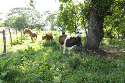 Ganaderos de Salitre buscan establecer reservas de forraje de manera preventiva para complementar la alimentación del hato ante una eventual disminución de la disponibilidad de pasturas asociada a las condiciones de El Niño.