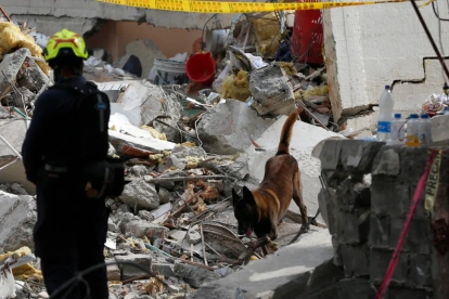 Un perro de rescate trabaja en una jornada de búsqueda en una zona afectada por el terremoto este 12 de agosto de 2026, en Cali (Colombia).