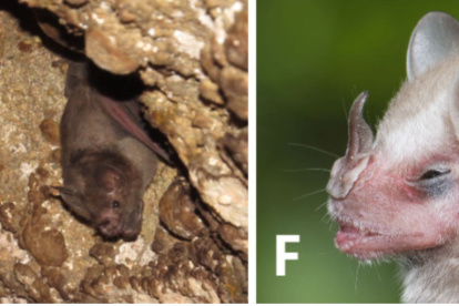 Dos tipos de murciélagos (Carollia  brevicauda y Vampyressa  thyone) encontrados en el bosque La Esperanza, en Manabí.