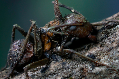 Descubren seis nuevos tipos de hongos zombis en México.