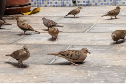 Un grupo de palomitas tierreras. Muestran agresividad entre ellas al competir por alimento.