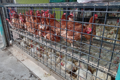 Uno de los locales que venden pollos al por mayor en la vía a Pascuales.