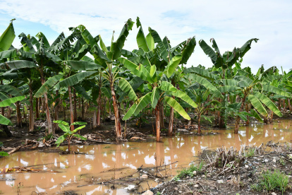FUSARIUM EN EL ORO 
FECHA:16/07/2026
AG-PERIODISTA AG- AG-EXPRESO
El agua es uno de los principales medios de propagación del Fusarium Raza 4 Tropical
