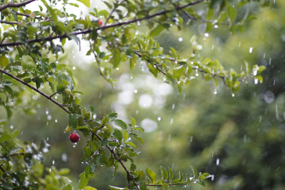 La lluvia refresca la vegetación en Ecuador, mientras Inamhi anticipa precipitaciones en las cuatro regiones este 17 de agosto.