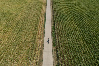Una imagen tomada con un dron muestra a un hombre montando en bicicleta por campos de maíz.