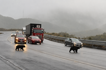 Dos osos andinos fueron vistos cerca de la vía Pifo-Papallacta y sorprendieron a los conductores.