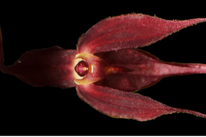La nueva orquídea descubierta, Pleurothallis pembertonii.