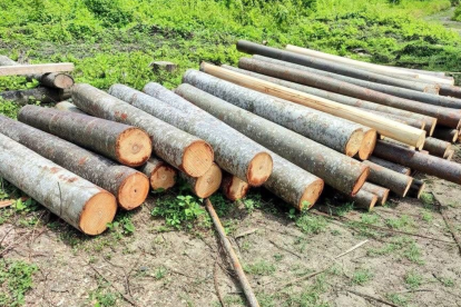 La balsa representa aproximadamente el 40 % de las exportaciones de la industria maderera nacional
