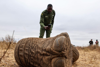 Lesidai Kipelian, guardabosques comunitario del rancho colectivo Olgulului-Ololarashi, fotografía los restos de Genghis Khan, un elefante macho de 11 años.