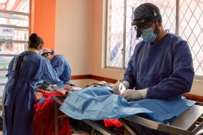 La campaña de esterilización se realizará el 29 de agosto en tres sectores de Quito.