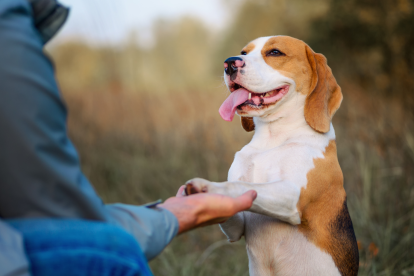 El Club de Firu ofrecerá una nueva edición gratuita de educación canina en Quito desde septiembre de 2026.