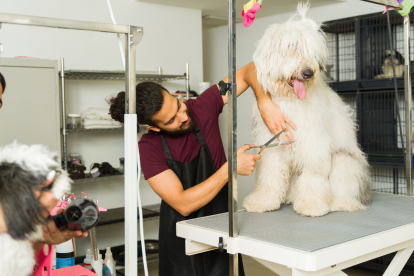 Referencial. Clientes y mascotas en una peluquería veterinaria de Ecuador