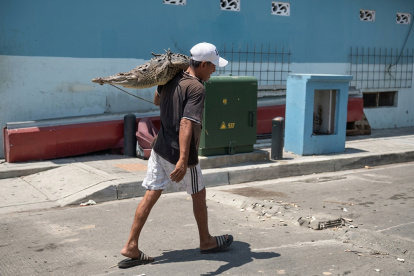 Un hombre carga un cocodrilo en Guayaquil.