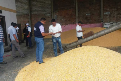 Foto referencial de la cosecha de maíz en Ecuador.
