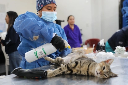 La campaña de esterilización se realizará el 29 de agosto en tres sectores de Quito.