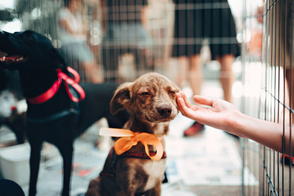Tres mascotas serán seleccionadas para convertirse en los rostros de los nuevos vehículos municipales que ofrecerán esterilización gratuita en diferentes sectores de Quito.