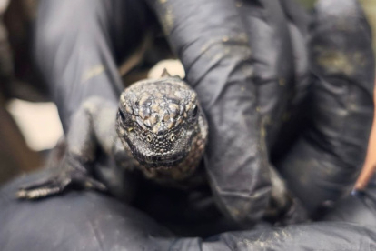 Las 32 iguanas marinas de Galápagos fueron rescatadas en el aeropuerto de Quito cuando presuntamente intentaban sacarlas ilegalmente del país.