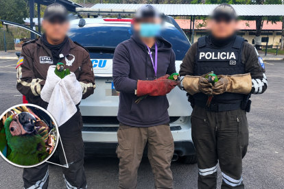 Tres guacamayos frenticastaños fueron rescatados durante un operativo en la Terminal Terrestre de Quitumbe, donde permanecían dentro de un transportador de gallos.