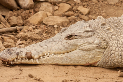 Los humanos entran en conflicto con la especie por falta de educación ambiental.