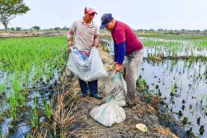 Productores arroceros modificaron las dosis de fertilización debido al encarecimiento.