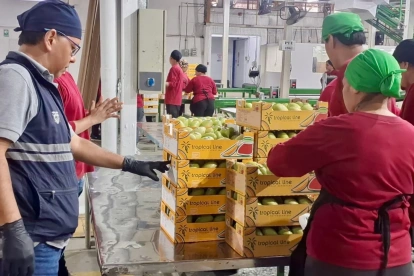 En 2025, Ecuador exportó alrededor de 14 millones de cajas de mango.