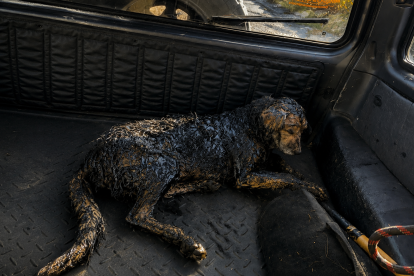 El perro fue trasladado para recibir atención veterinaria, mientras el Municipio de Quito negó que maquinaria municipal estuviera involucrada en el caso