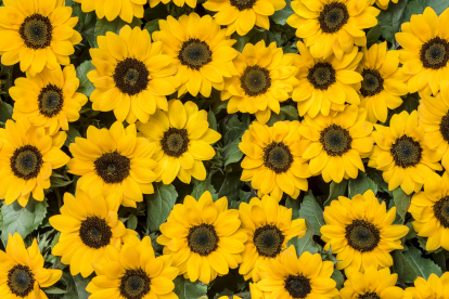 Las flores amarillas se han convertido en una tradición popular cada 21 de septiembre.