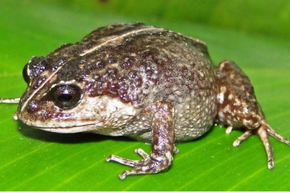 La nueva rana descubierta, 'Lynchius romolerouxae'
