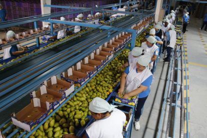 Oferta. El mal clima adelantó la cosecha de mangos, pero el sector espera una baja del 40 % de su producción