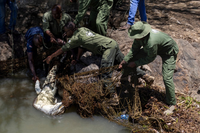 Un equipo del Servicio de Vida Silvestre de Kenia (KWS) capturó un cocodrilo del Nilo con redes en el lago Baringo, el 2 de septiembre de 2026.