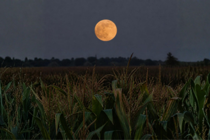 La Luna de la Cosecha del 26 de septiembre de 2026 comparte cielo con Saturno y Neptuno, ambos visibles cerca del disco lunar esa noche