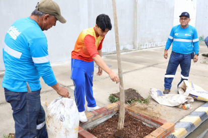 Estudiantes, docentes y padres de familia participaron en la siembra de 44 árboles nativos en la avenida Ángel Calderón Muñoz, en Mucho Lote 2.