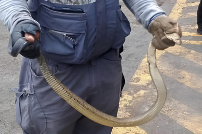 Personal de la ABG halló una culebra viva camuflada en un cargamento que sería trasladado desde Guayaquil hacia Galápagos.