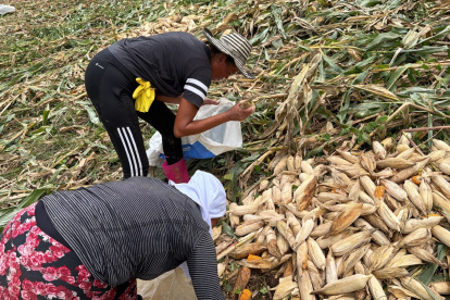 Agricultores buscan entre las plantas tumbadas por el viento las mazorcas que puedan vender.