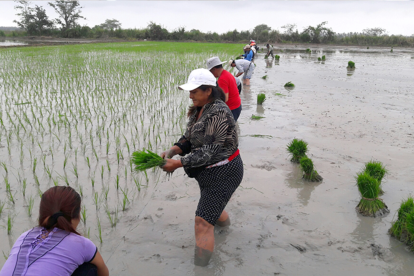 os cultivos de arroz serían de los más perjudicados por el fenómeno de El Niño.