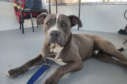 Kratos se convirtió en el nuevo compañero del personal del PMO Cumbayá, donde recibe cuidados, cariño y entrenamiento tras quedar solo.