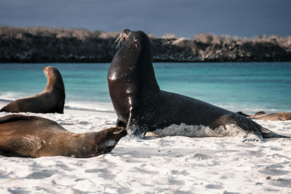 Las nuevas normas de Galápagos establecen distancias mínimas para observar fauna silvestre.