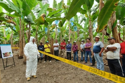 Técnicos reforzarán la vigilancia y prevención de plagas que afectan a cultivos agrícolas en Ecuador.