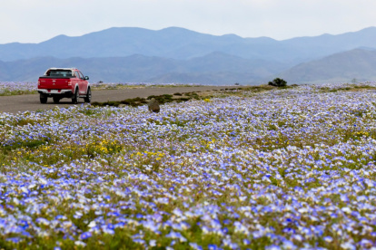 Una camioneta circula por una carretera bordeada de flores silvestres en el desierto de Atacama, cerca de Copiapó, Chile, el 17 de septiembre de 2026.