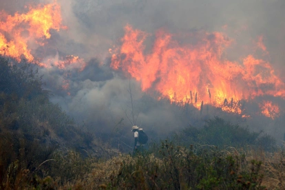 El incendio forestal en el cerro Casitagua es el que más afectaciones ha dejado hasta la fecha.