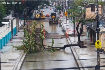 Un árbol cayó sobre una calle en la ciudadela La Atarazana, en el norte de Guayaquil, la mañana de este miércoles 23 de septiembre