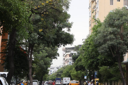 El parque Santa Clara de Daule es señalado como un ejemplo de los desafíos que enfrenta el cantón para conservar sus árboles y áreas verdes.