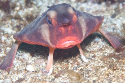 El pez murciélago de labios rojos (Ogcocephalus darwini) se desplaza sobre el fondo marino de Galápagos mediante sus aletas modificadas.