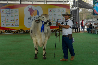 Chone recibirá el Mundial del Cebú desde el próximo 19 de octubre