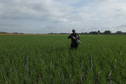 El arroz de verano recolectado en la Costa registra mermas atribuidas a problemas de vaneamiento por altas temperaturas y a la presencia de la bacteria Burkholderia glumae.