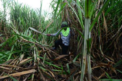 Un agricultor trabajando en la zafra en Ecuador.