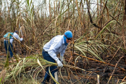 Trabajadores cumplen una jornada en una cosecha de caña de azúcar.