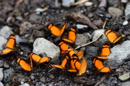 Grupo de mariposas registradas en Sumaco, Napo.